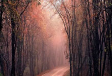 AC米兰足球俱乐部官网能为球迷提供哪些独特体验？